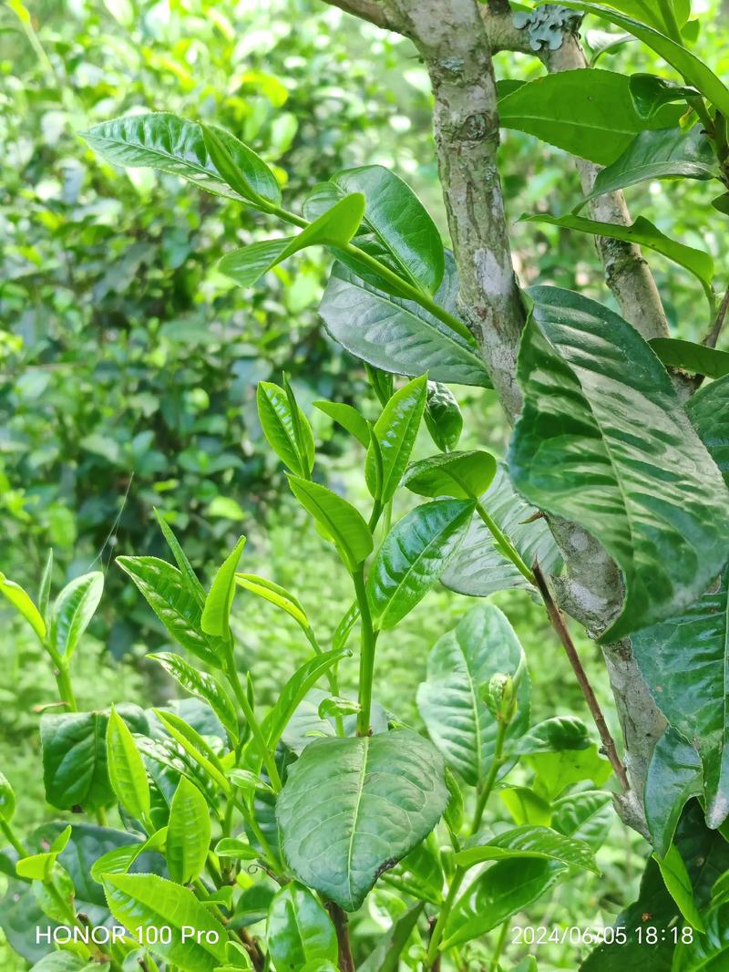 古树茶定制：品味历史的味道