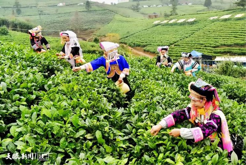 古树茶定制之选