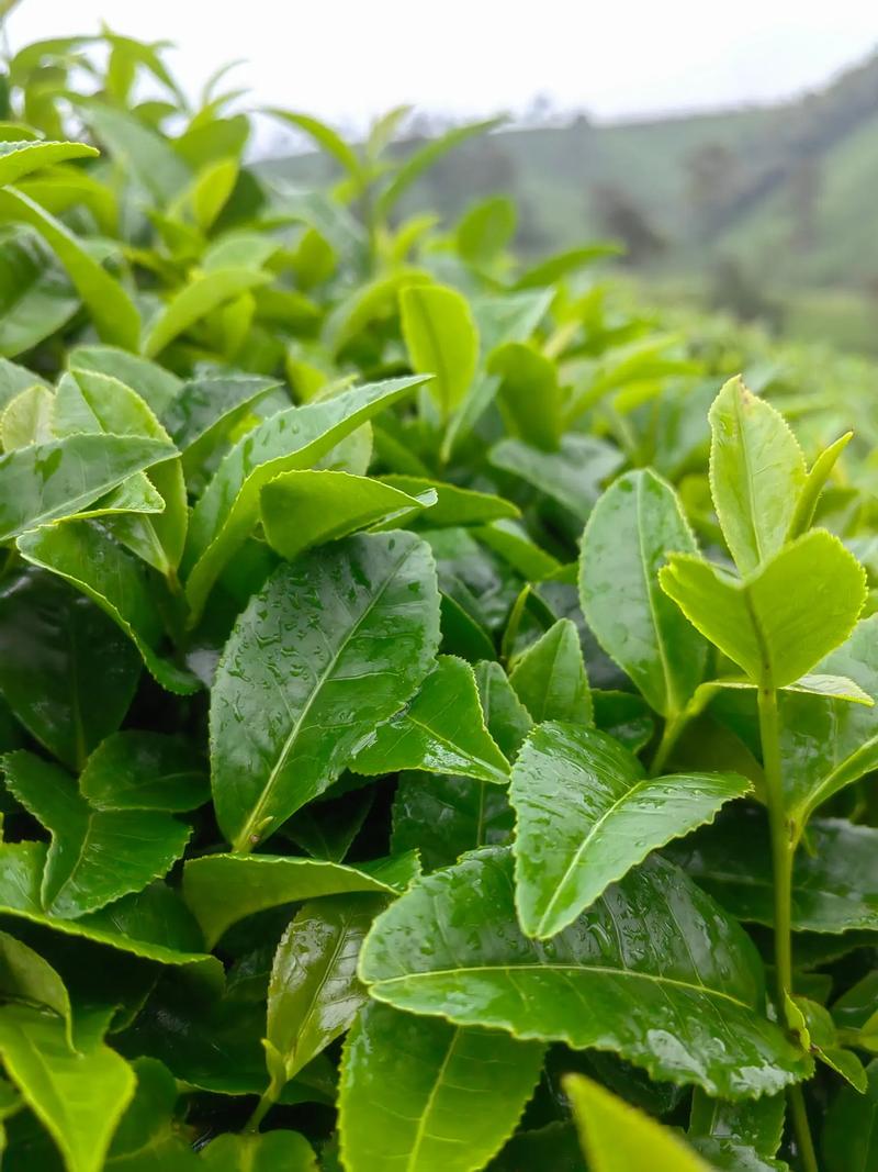 云南普洱茶的传奇与魅力