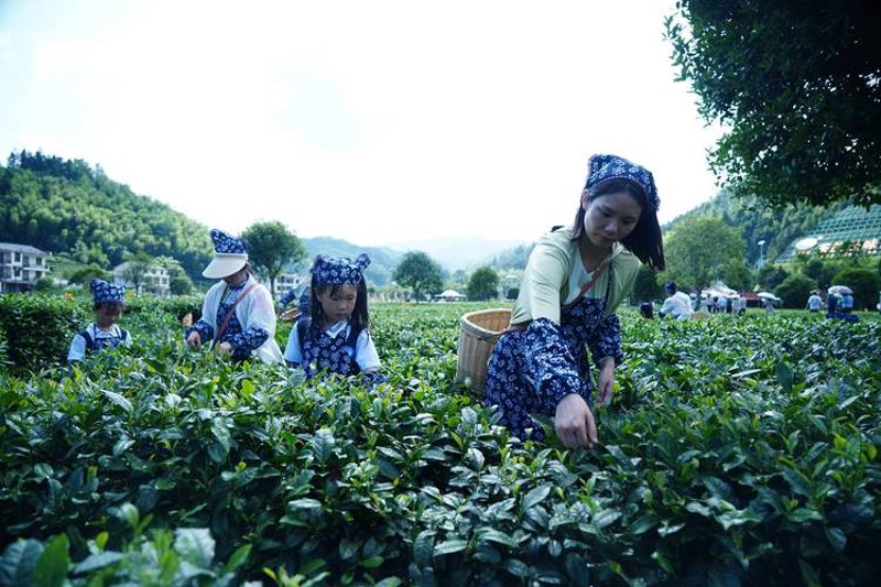选择普洱茶厂家的实用指南